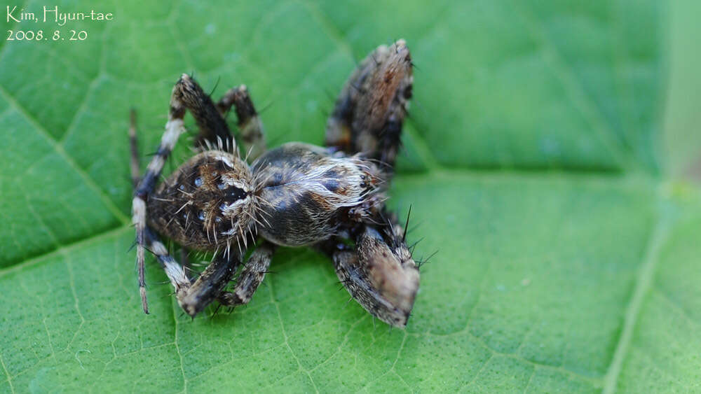 Image of Neoscona punctigera (Doleschall 1857)