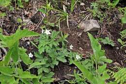 Image of Anemone umbrosa C. A. Mey.