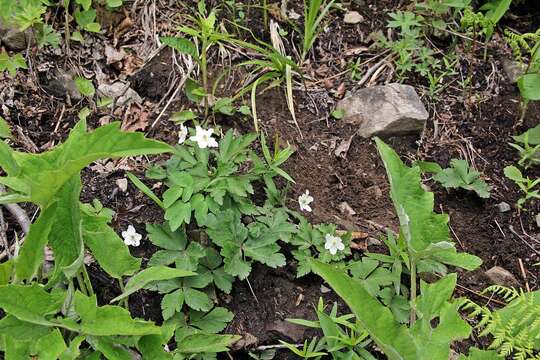 Anemone umbrosa C. A. Mey. resmi