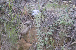 Olearia asterotricha subsp. asterotricha resmi