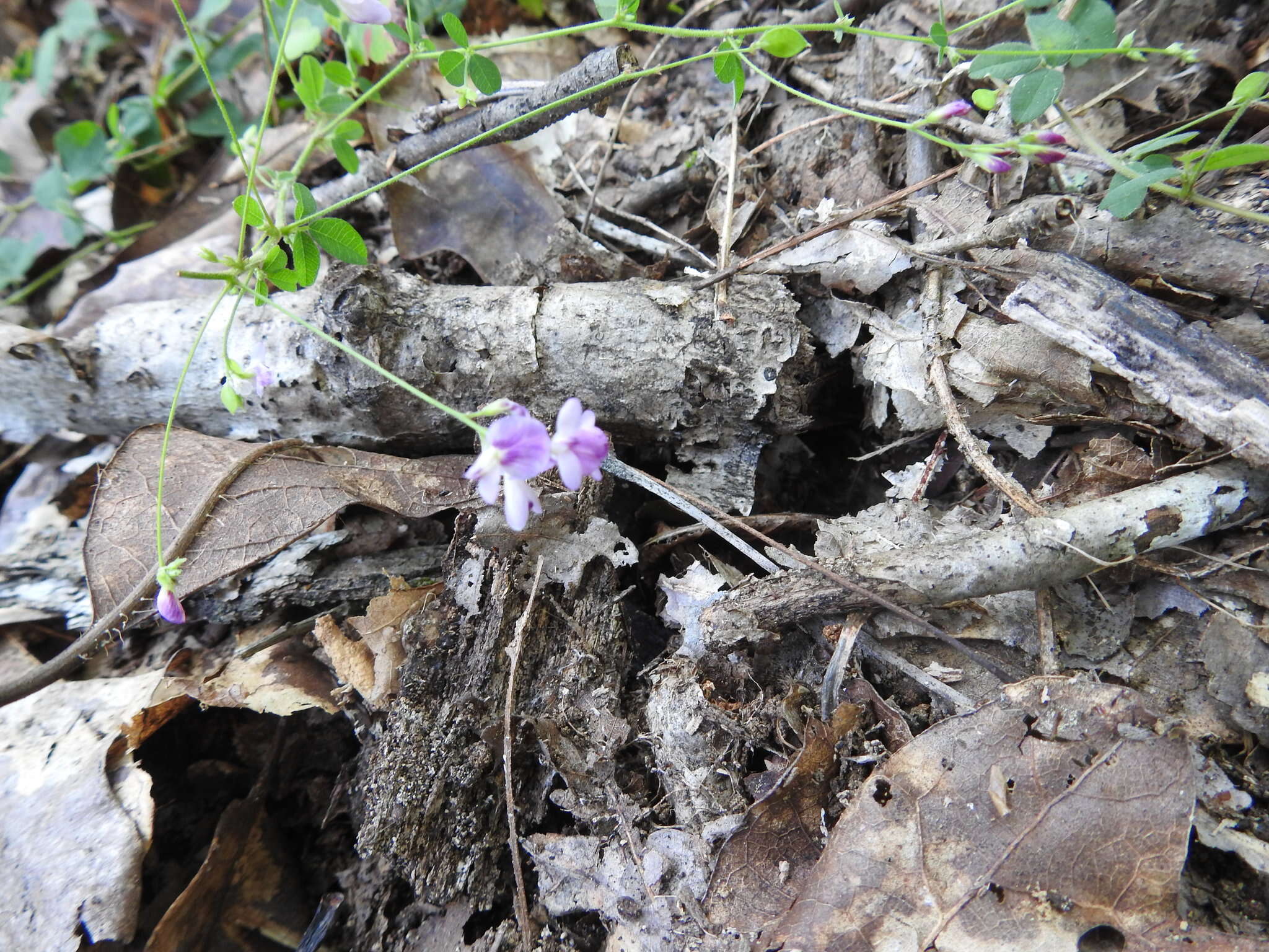 Image de Lespedeza procumbens Michx.