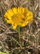 صورة Helenium vernale Walt.