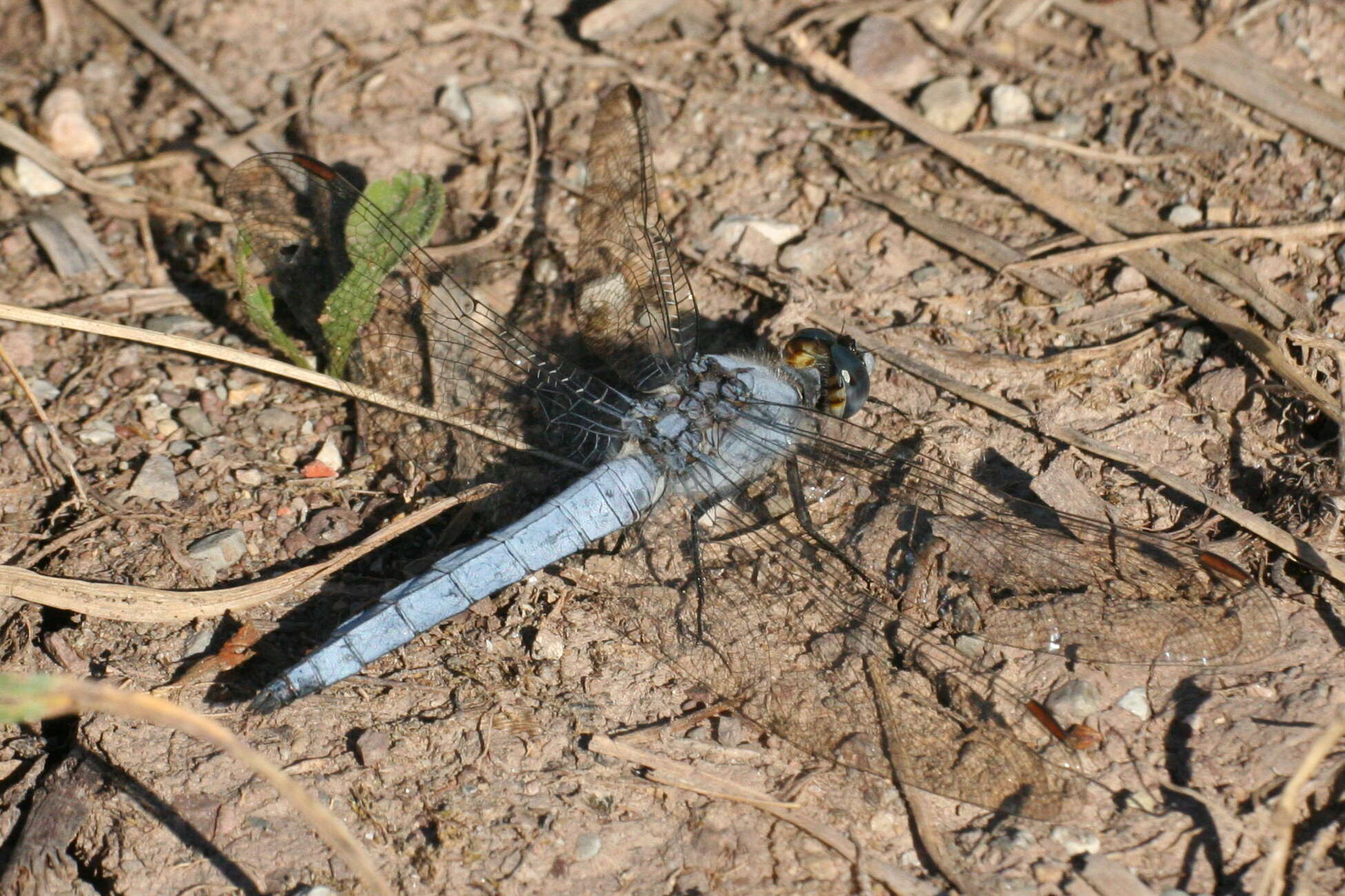 Image of Southern Skimmer