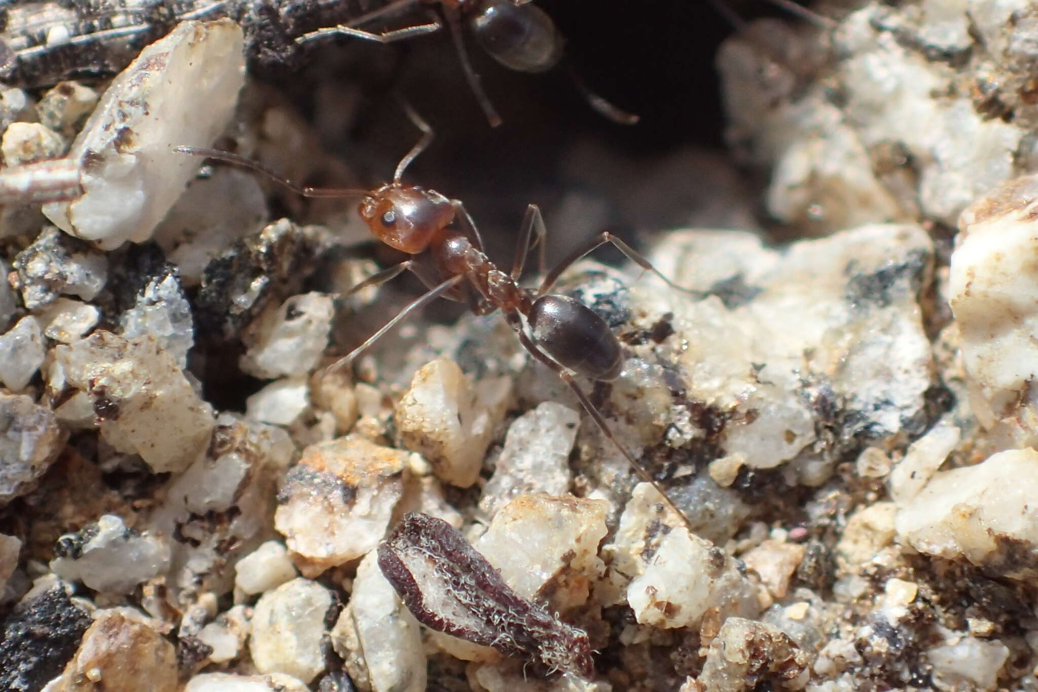 Image of Bi-colored Pyramid Ant