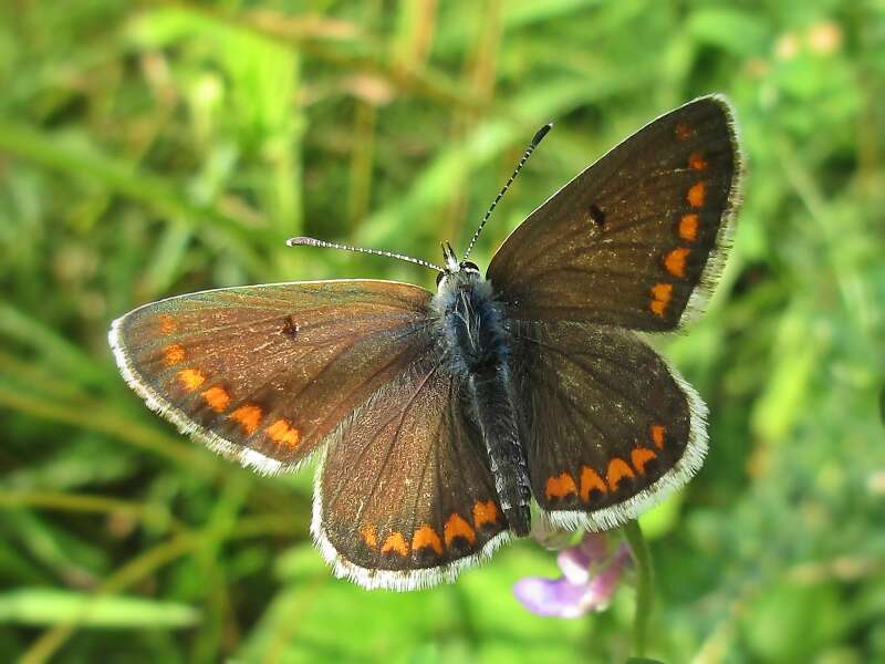 Image of brown argus