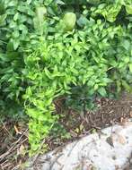 Image of African asparagus fern