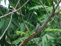 Image of Freckle-breasted Woodpecker