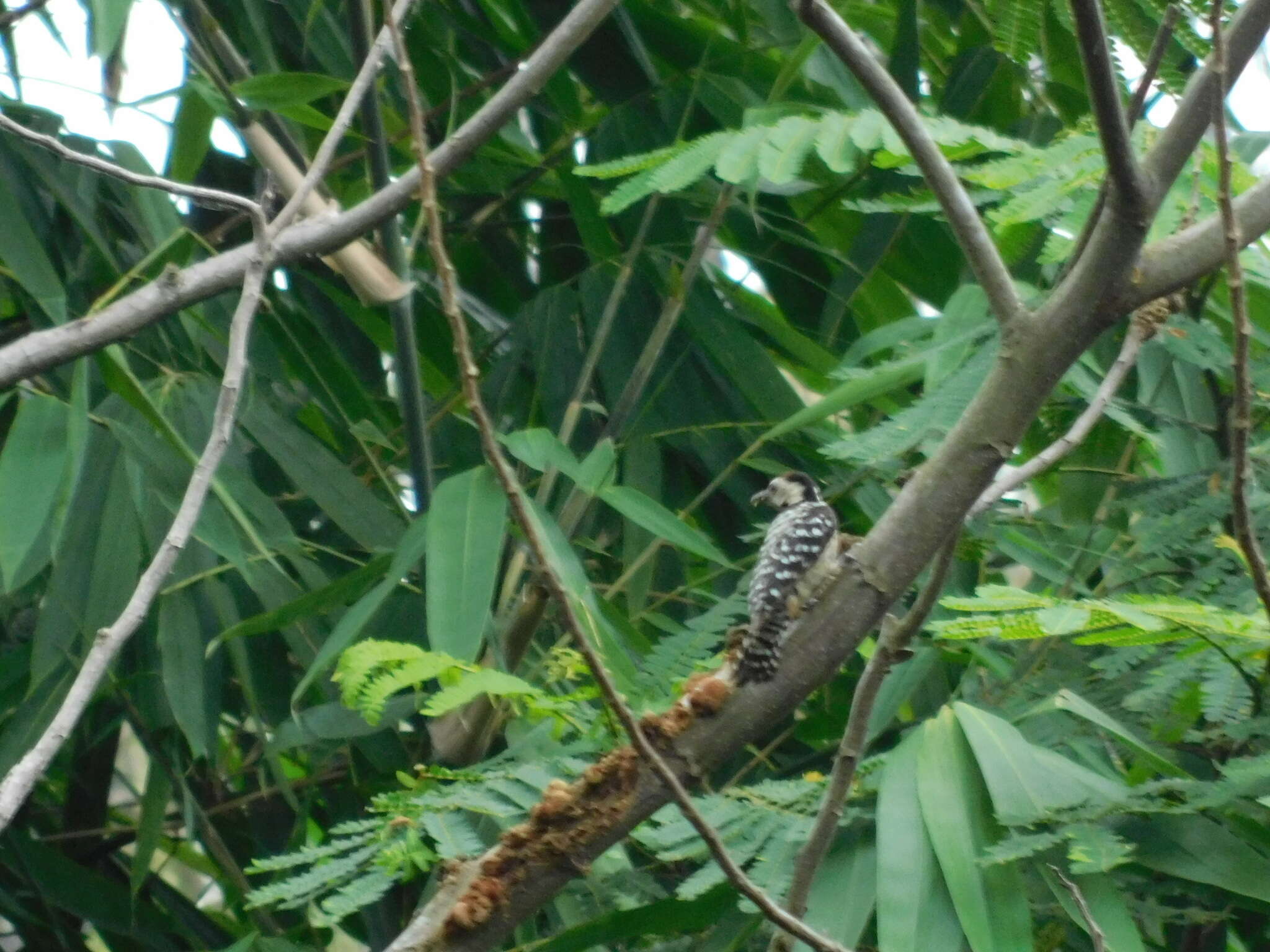 Image of Freckle-breasted Woodpecker