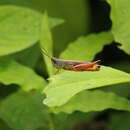 Image of Amblytropidia elongata Bruner & L. 1904