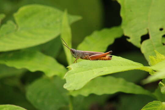 Слика од Amblytropidia elongata Bruner & L. 1904