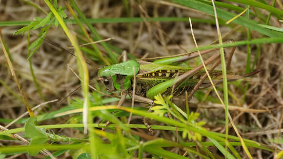 Image of Wart-biter cricket