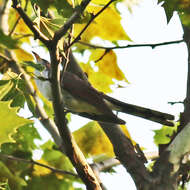 Image of Yellow-billed Cuckoo