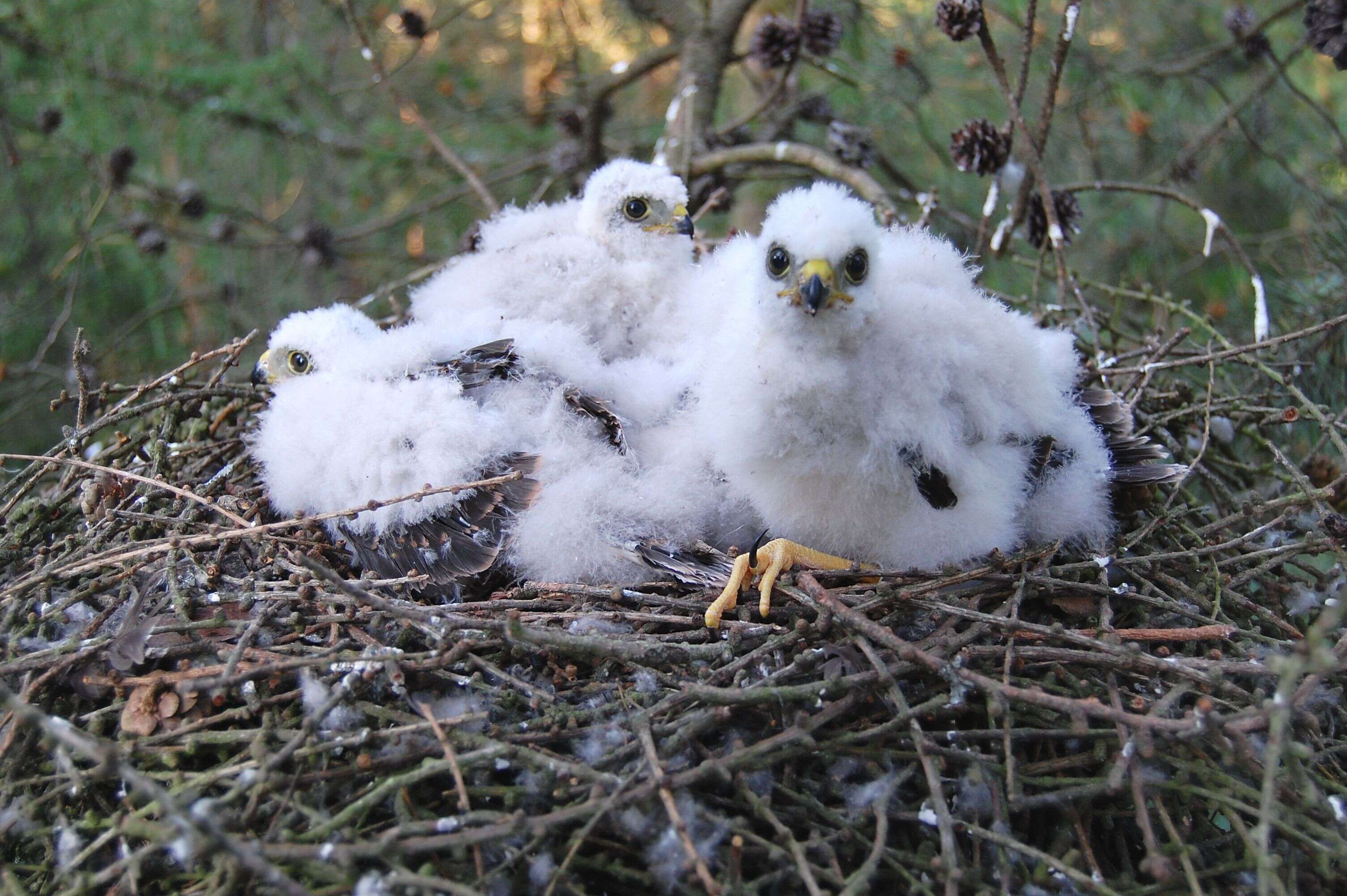 Image of Eurasian Sparrowhawk