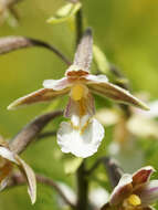 Imagem de Epipactis palustris (L.) Crantz