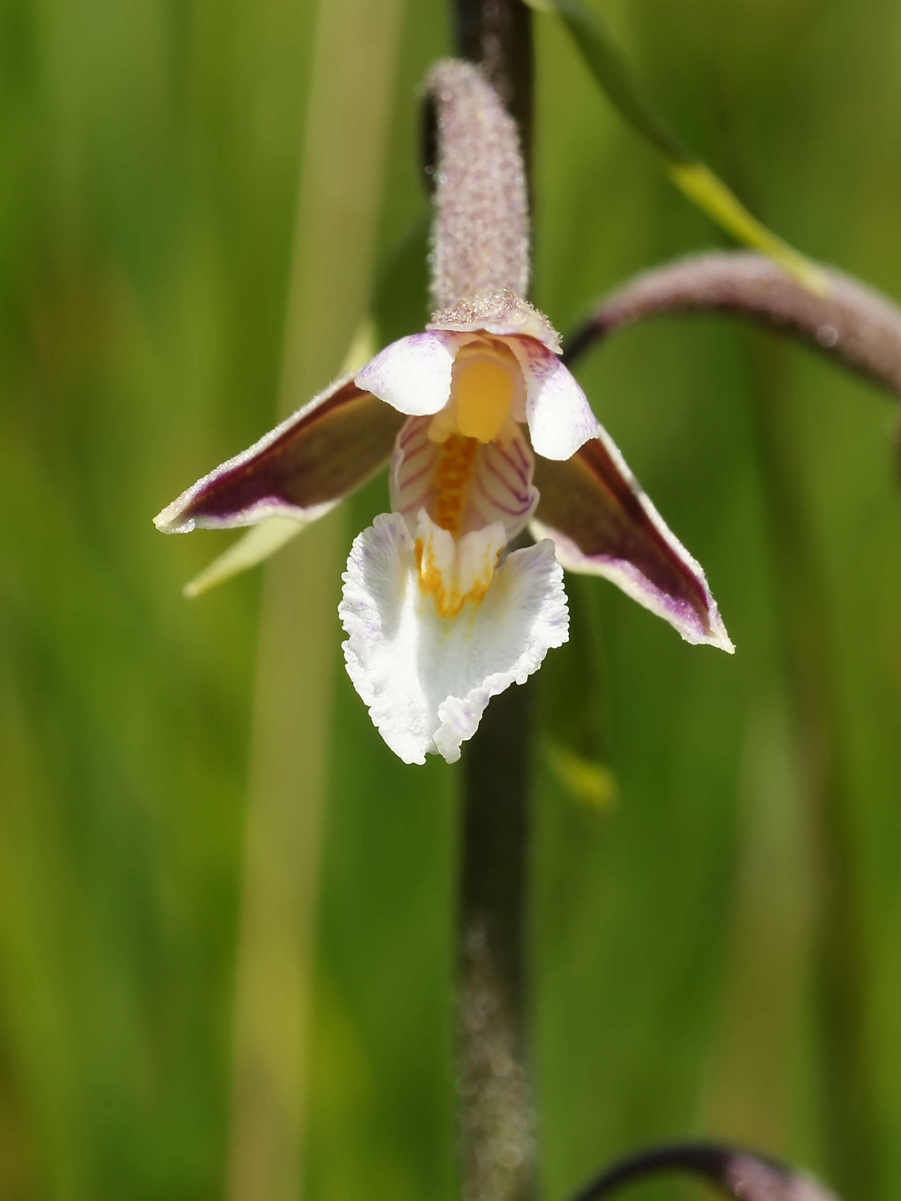 Imagem de Epipactis palustris (L.) Crantz