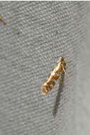 Image of Argyresthia aureoargentella Brower 1953