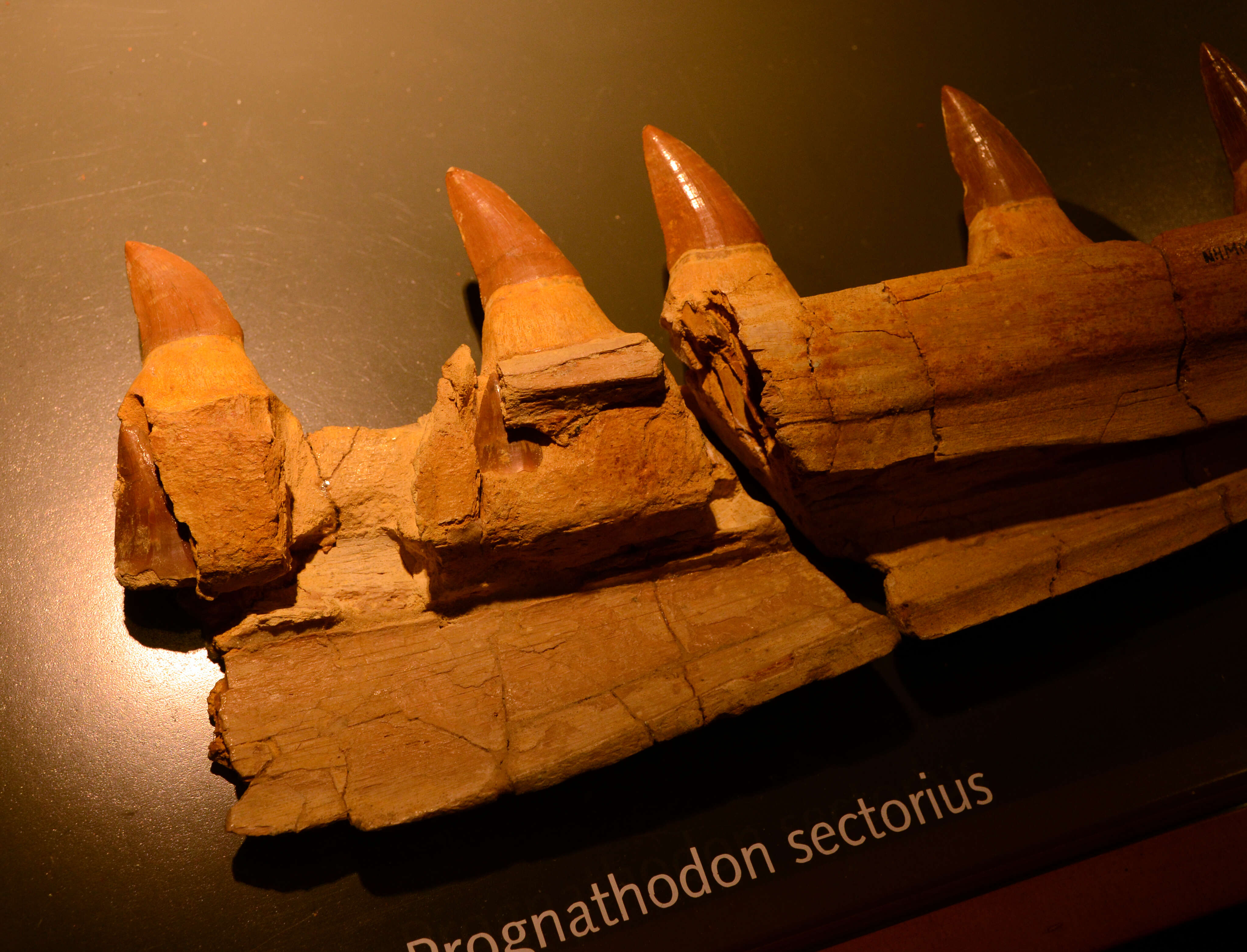 Image of Liodon