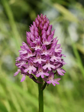 صورة Anacamptis pyramidalis (L.) Rich.