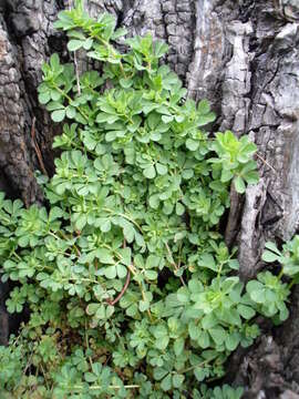 Image of Lotus australis Andrews