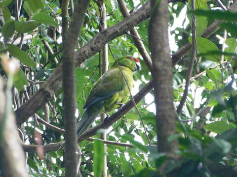 Image of Norfolk Parakeet