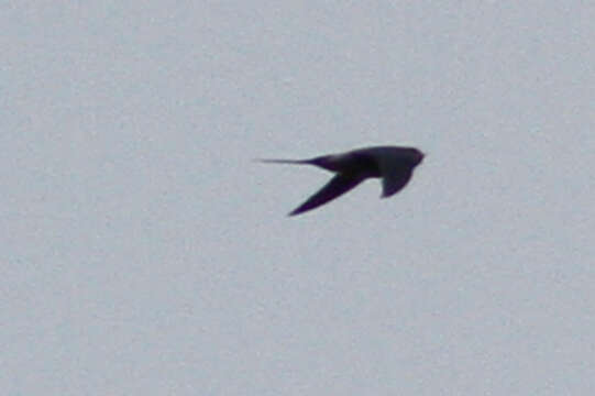 Image of Grey-rumped Treeswift