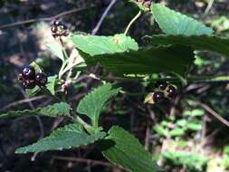 Image of trailing shrubverbena