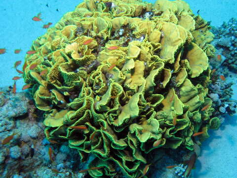 Image of Yellow scroll coral