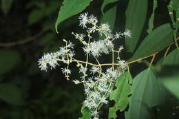 Imagem de Miconia minutiflora (Bonpl.) DC.