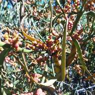 Image of Phoradendron carneum Urb.