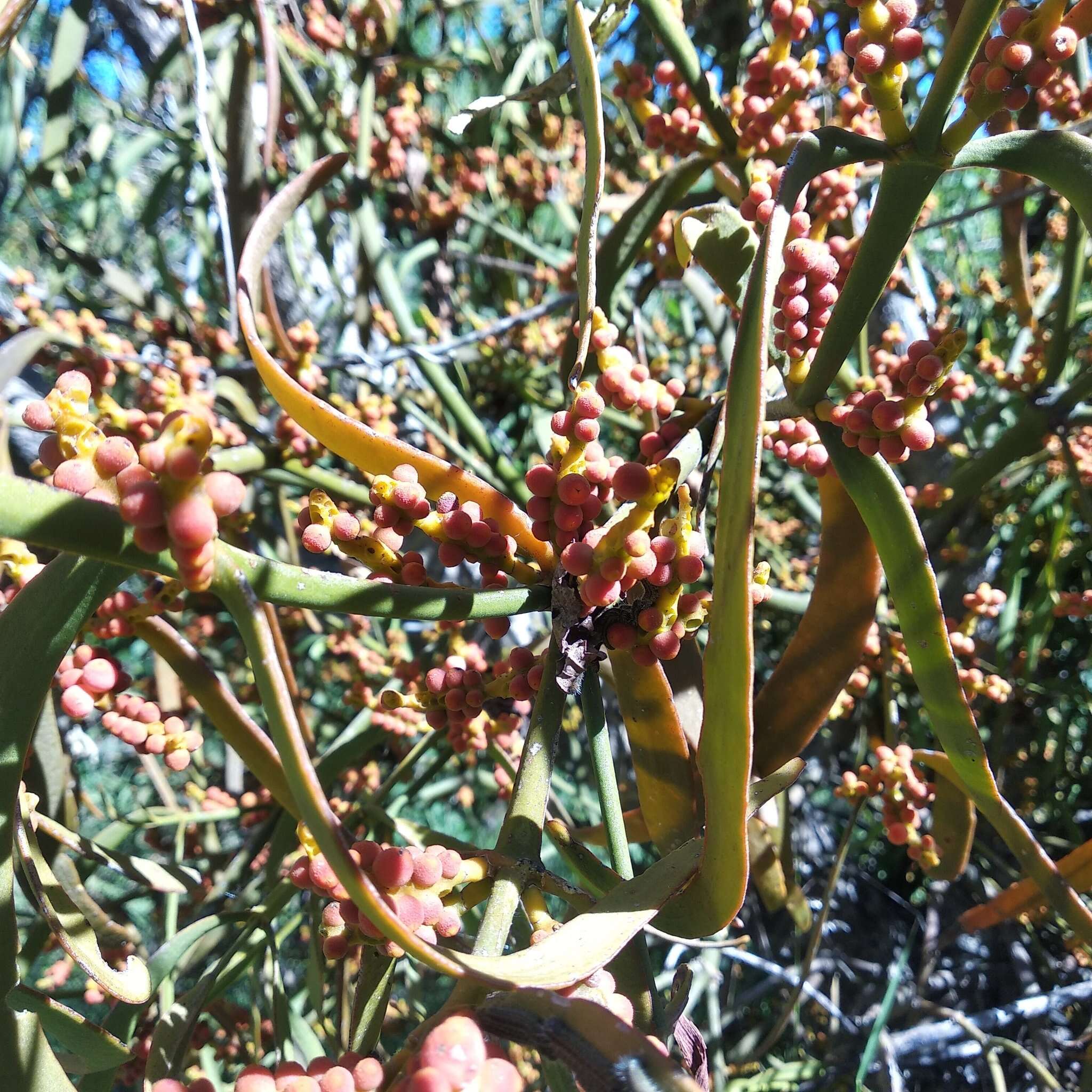 Image of Phoradendron carneum Urb.