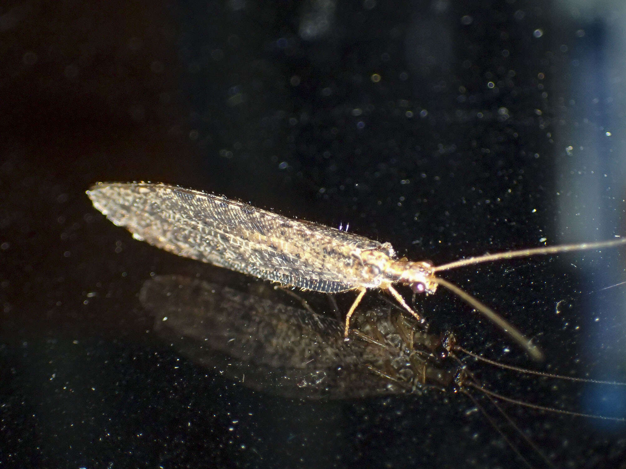 Image of Oedosmylus tasmaniensis Krüger 1913