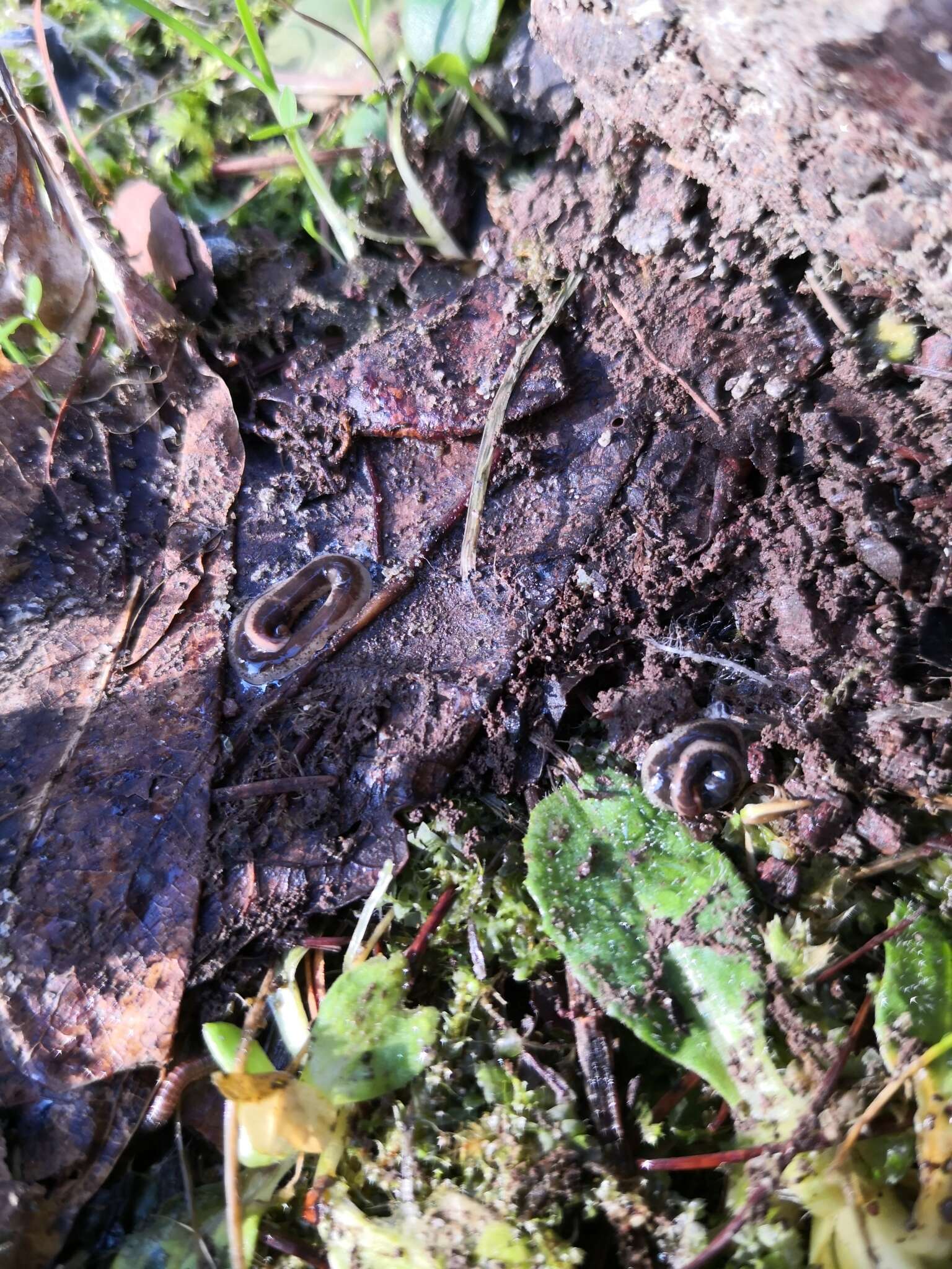 Image of New Zealand flatworm