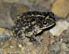 Image of Southern Round-gland Toad