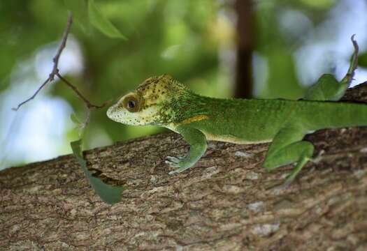 Image of Anolis smallwoodi Schwartz 1964