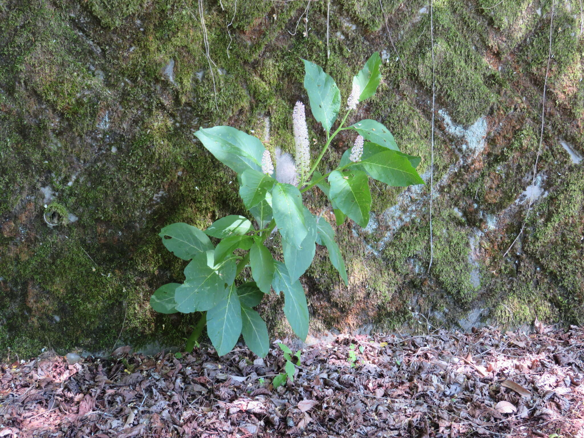 Image of Phytolacca japonica Makino