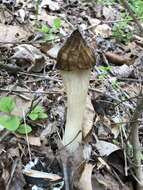 Image of Morchella punctipes Peck 1903