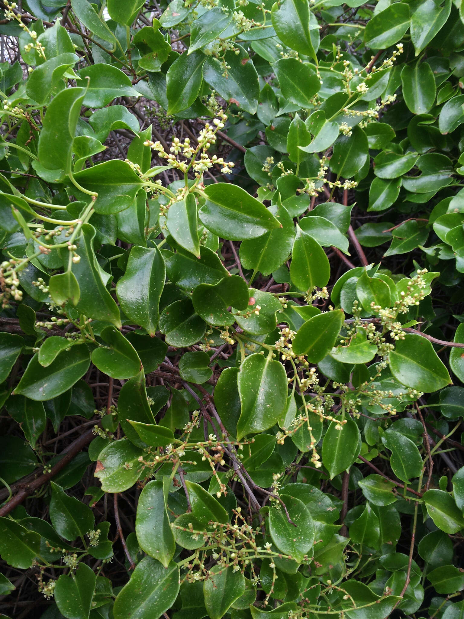 Image of Muehlenbeckia australis (Forst. fil.) Meisn.
