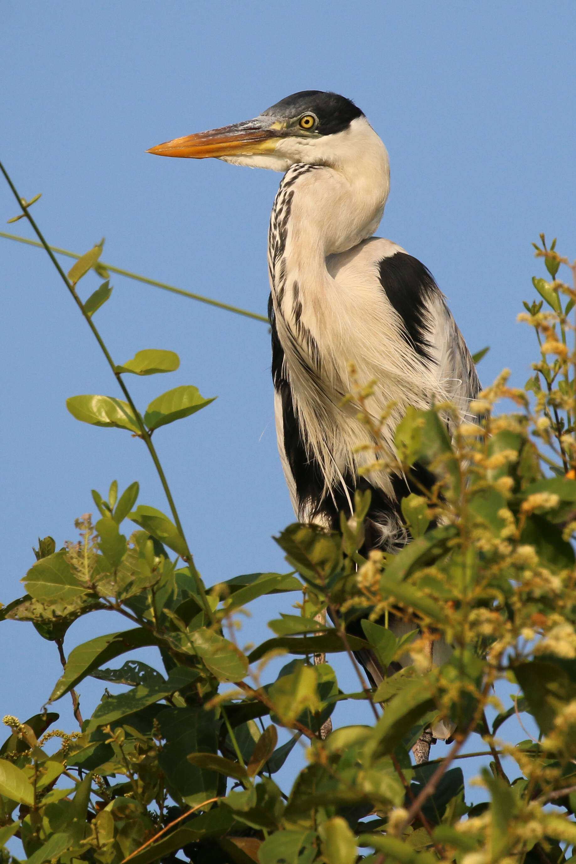 Image of Cocoi Heron