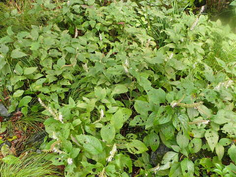 Image of Collinsonia macrobracteata (Masam.) Harley