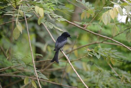 Image of Velvet-mantled Drongo