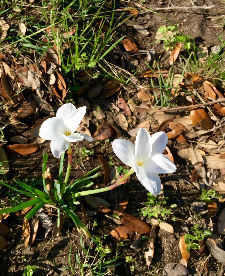 Image of prairie lily