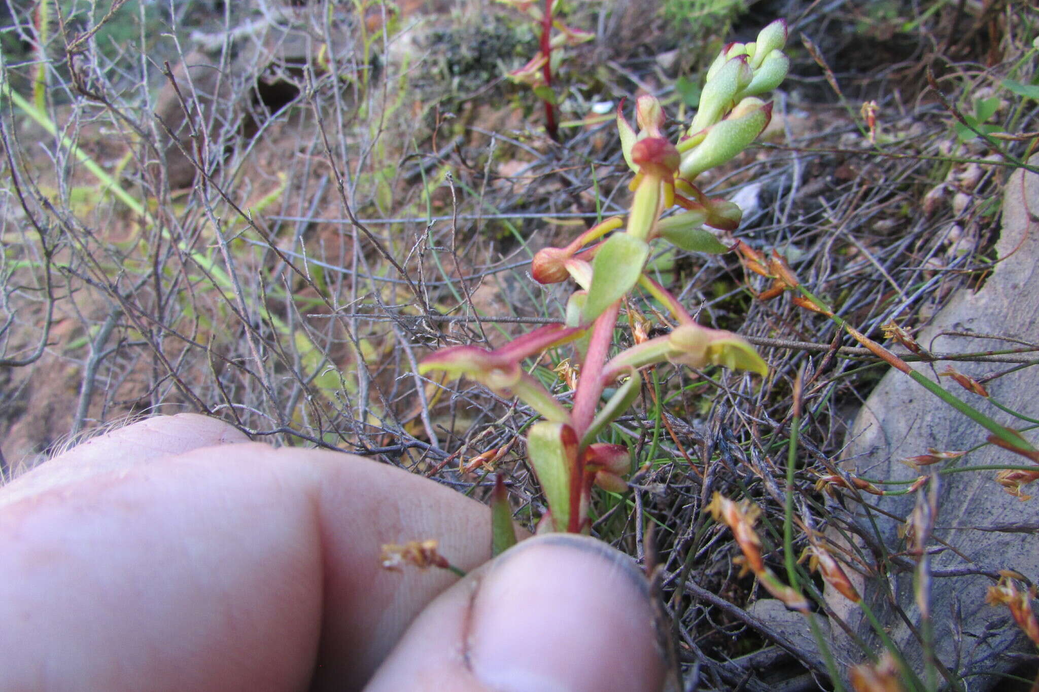 Satyrium pygmaeum Sond. resmi