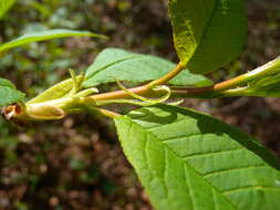 Image of Bird Cherry