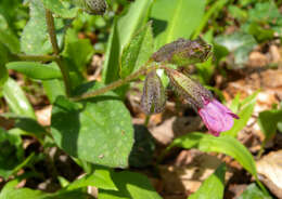 Image of Lungwort