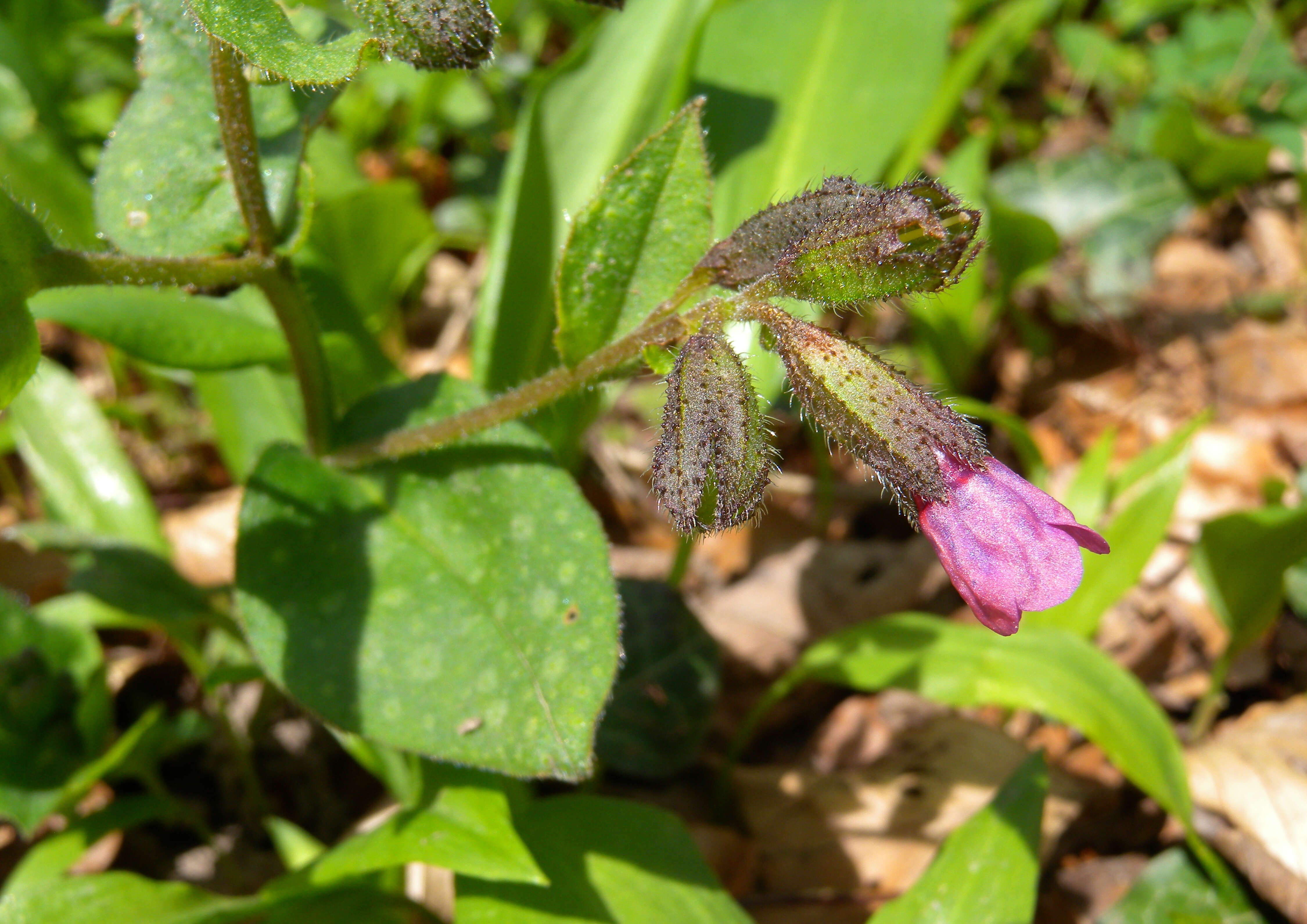 Image of Lungwort