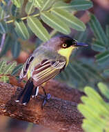 Todirostrum cinereum (Linnaeus 1766) resmi