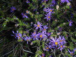 Image de Felicia filifolia subsp. filifolia