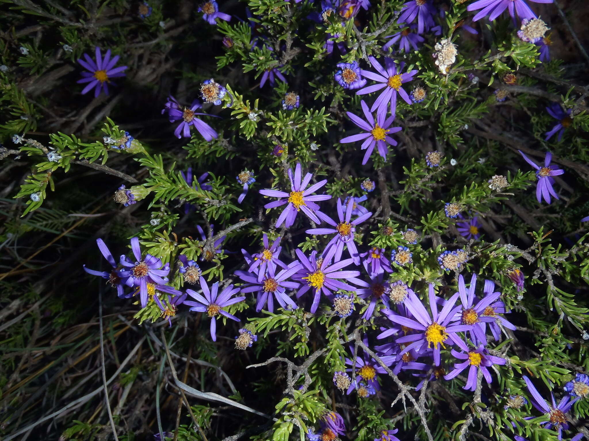 Image of Felicia filifolia subsp. filifolia