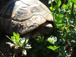 Image of Hermann's Tortoise