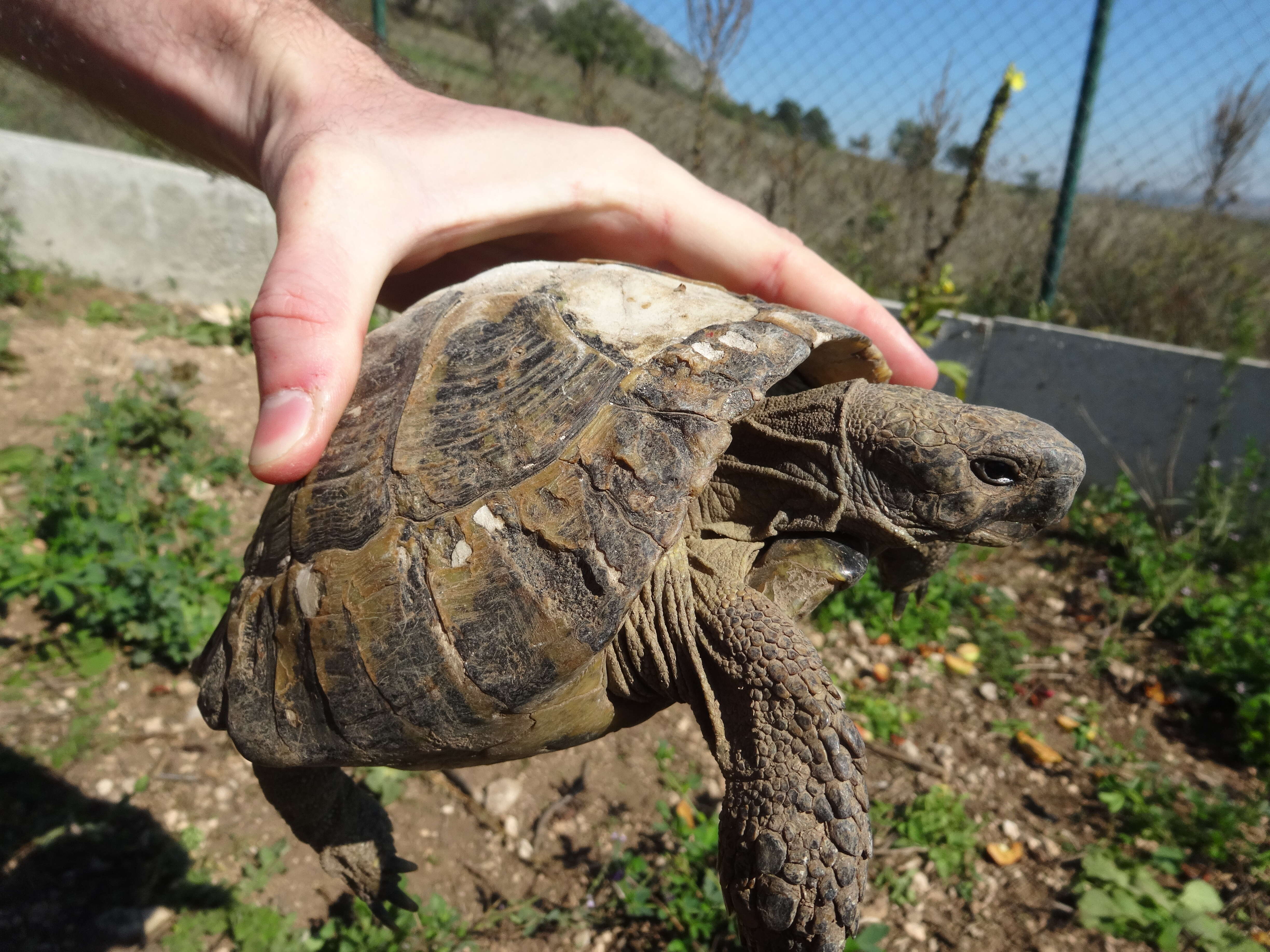 Image of Hermann's Tortoise